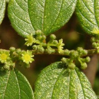 Ziziphus oenopolia (L.) Mill.